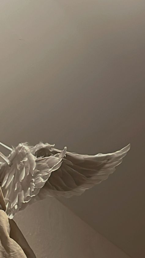 Angel wings, cute wings, aesthetics, white wings, cherub wings Wing Astethic, Heaven Aesthetic White, Angel Wings Astethic, Angels Wings Wallpaper, Angle Wings Aesthetic, Angel Wings Wallpaper Aesthetic, White Wings Aesthetic, Angel Core Wallpaper, Angel Aesthetic Male