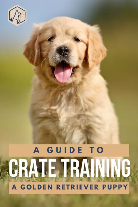 How To Take Care Of Golden Retriever, Preparing For Golden Retriever Puppy, Potty Training Golden Retriever, Getting A Golden Retriever Puppy, Golden Retriever Training Tips, Golden Retriever Essentials, How To Train A Golden Retriever Puppy, Training Golden Retriever Puppy, Golden Retriever Must Haves