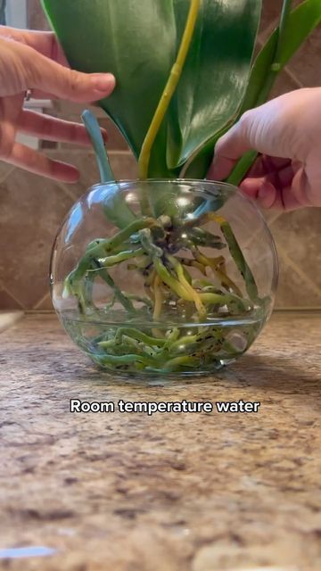 HousePlantParadise on Instagram: "Your orchids aren’t afraid of a little water! Amazing tutorial by @_plantswithkrystal_ Growing orchids in water is so much fun! The trick is to ensure you don’t fill the container the entire way of water, just 1/3 and replace once a week. If your water evaporates throughout the week, don’t refill until it’s time to change what’s left of the water at the end of the week. Fridays are my usual changing of water for my plants I water and I remember to fertilize Growing Orchids In Water, Orchids In Water Vase, Orchid In Water, Repotting Orchids, Orchids In Water, Indoor Orchids, Growing Orchids, Diy Water, End Of The Week