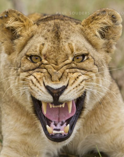 lion snarling Lion Snarl, Lioness Tattoo, Wild Animal Wallpaper, Female Lion, Lion And Lioness, Lion Love, Male Lion, Exotic Cats, Kruger National Park