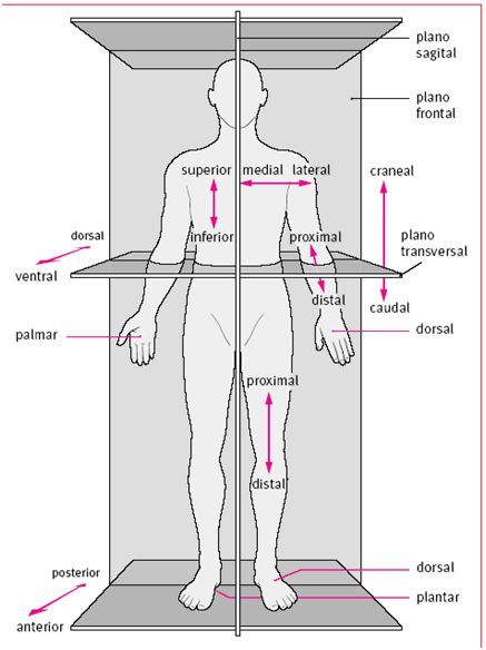 Studying Anatomy, Medical School Life, Basic Anatomy And Physiology, Nurse Study Notes, Nursing Student Tips, Medical Student Study, Nursing School Survival, Human Body Anatomy, Nursing School Studying