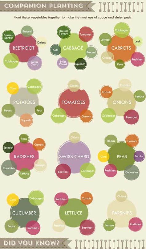 Vegetable Growing Cheat Sheet, Sleepers Garden, Australia Garden, Companion Planting Chart, Gemüseanbau In Kübeln, Railway Sleepers, Garden Types, Container Gardening Vegetables, Home Vegetable Garden