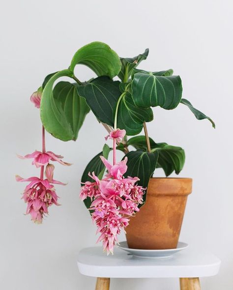 Remember this one? 💓💗💖 📷b Cool Planters, Medinilla Magnifica, Fruits Plants, Vase Flowers, Collection Board, Hanging Garden, The Quiet, Remember This, So Happy