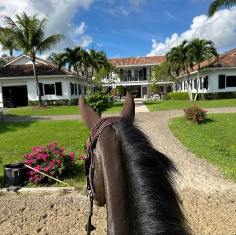 Wellington Equestrian Aesthetic, Wellington Aesthetic, Wellington Equestrian, Palm Beach Lifestyle, Luxury Vibes, Hunter Horse, Horsey Life, Equestrian Aesthetic, Sport Of Kings