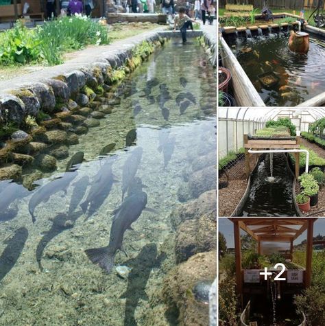 Aesthetic Aquaponics, Greenhouse Fish Pond, Backyard Fish Farm, Trout Aquaponics, Fish Aquaponics, Greenhouse Pond, Aquaculture Fish Farming, Homesteading Aesthetic, Tilapia Farming