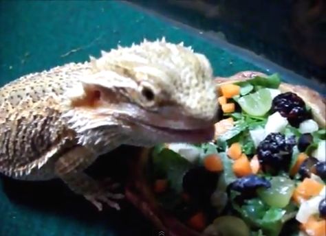 DIY Bearded Dragon Salad Bearded Dragon Salad, Bearded Dragon Care Sheet, Breaded Dragon, Bearded Dragon Diy, Bearded Dragon Cage, Bearded Dragon Habitat, Bearded Dragon Diet, Baby Bearded Dragon, Bearded Dragon Cute