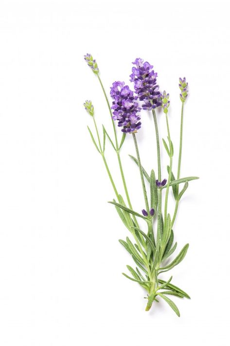 Lavender herb flowers isolated on white | Premium Photo #Freepik #photo #flower #floral #white #bouquet Herb Flowers, Floral Reference, Lavender Farms, Flower References, Dorm Room Art, Honey Label, Lavender Herb, Png Elements, Lavender Bouquet