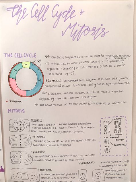 A level biology cell cycle revision notes-cells #school #study #revision #alevels #biology Biology Revision Gcse Mitosis, Cell Differentiation Notes, Stem Cell Notes, Nat 5 Biology Notes, Biology Honors Notes, The Cell Cycle Notes, Biotechnology Aesthetic Notes, Bipc Notes, Ocr A Level Biology Notes