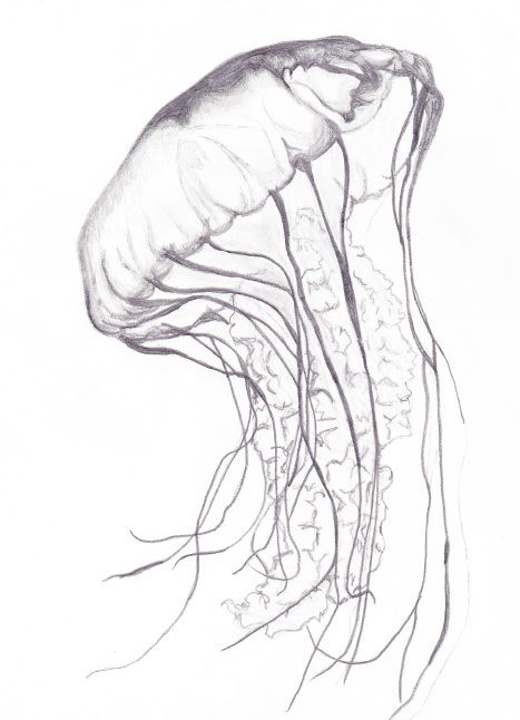 Jellyfish3 Jellyfish Drawing, Princess Jellyfish, Art Galleries Design, Jellyfish Tattoo, Pencil Sketch Drawing, Jellyfish Art, Realistic Drawing, Colored Pencil Techniques, Drawing Drawing