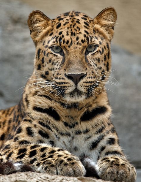 Leopard Pictures, Regard Animal, Jaguar Animal, Leopard Tattoos, Amur Leopard, Majestic Animals, Leopard Animal, Amazing Animals, Wildlife Animals