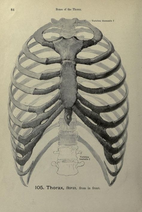 Hand-atlas of human anatomy by Spalteholz, Werner, 1861 Anatomy Book, Human Skeleton Anatomy, Medical Drawings, Skeleton Anatomy, Anatomy Tutorial, Human Skeleton, Human Figure Drawing, Human Anatomy Art, Human Drawing