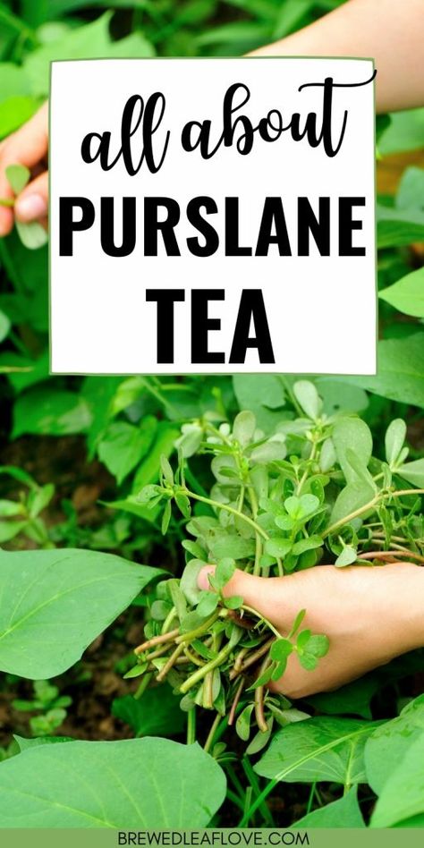 Purslane Tincture Recipe, Purslane Plant Recipes, Purslane Plant, Medicinal Herbs Remedies, Natural Healing Herbs, Medicinal Wild Plants, Medicinal Weeds, Healing Naturally, Witch Life