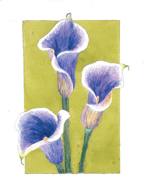 Calla lilies, done with derwent inktense pencils with watercolors. Flower Art Pencil, Calla Lily Drawing, Derwent Inktense Pencils, Lily Watercolor, Lilies Drawing, Inktense Pencils, Derwent Inktense, Flower Painting Canvas, Oil Pastel Art