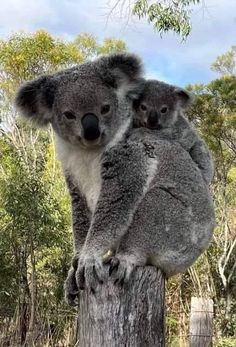 Koala Pictures, New Zealand Animals, Cute Koalas, Cute Koala Bear, Koala Bears, Photos Of Animals, Baby Koala, Cute Koala, Wildlife Photographer