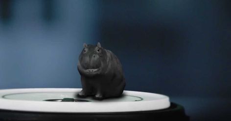 The Canadian House Hippo Is Back & People Still Want One For A Pet (VIDEO) - Narcity House Hippo, Canadian House, 2010s Nostalgia, American Houses, Media Literacy, Childhood Nostalgia, 90s Kids, Animal Gifs, Be Still