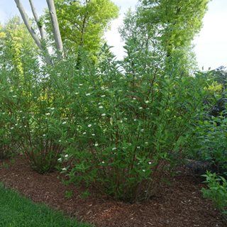 How to Grow Red Twig Dogwood Shrubs | Garden Design Cornus Stolonifera, Cottage Landscaping, Dogwood Shrub, Red Osier Dogwood, Pnw Garden, Natural Gardening, Red Dogwood, Red Twig Dogwood, Twig Dogwood