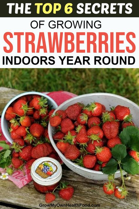 Potted Strawberry Plants, Growing Strawberries Indoors, Growing Strawberries In Containers, Vege Garden, Strawberries In Containers, Grow Strawberries, Growing Food Indoors, Fruit Growing, Indoor Vegetables