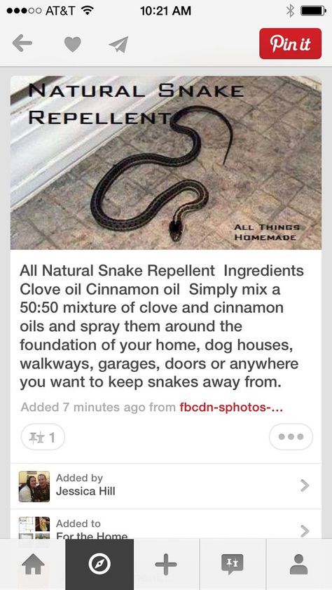 Natural Bug Repellent For Garden, Natural Snake Repellent, Cleaning With Baking Soda, Zucchini Garden, Snake Repellant, Snake Repellent, Garden Zucchini, Natural Bug Repellent, Diy Pest Control