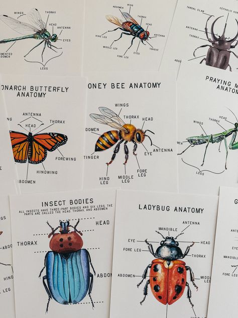 Insect Anatomy Mini Cards! *These are included in our full Bugs and Insects Unit* https://echoschoolhouse.etsy.com/listing/1721428852 This is a digital download, no physical item will be mailed to you.  These Insect anatomy mini posters are the perfect addition to your insect and bug studies! You will receive 12 different insect anatomy mini posters (8.5x11) in a PDF file, as well as their fill in the blank counter worksheets.  You will receive a 26 page PDF file with the following insects: -Gen Insect Sketchbook, Morning Basket Homeschool, Insect Body Parts, Insect Anatomy, Bug Identification, Science Study, Insect Unit, Morning Basket, Mini Posters