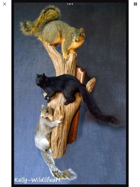 Squirrels on a branch Squirrel Mounts Ideas, Squirrel Mounts Taxidermy, Taxidermy Art Weird, Taxidermy Aesthetic, Hunting Mounts, Funny Taxidermy, Taxidermy Diy, Deer Mount Decor, Duck Mounts