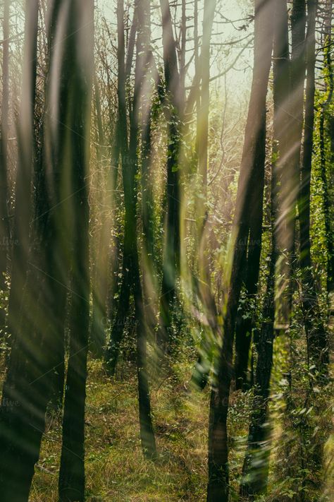 Wind In Trees, Forest Bathing, Green Sky, Tropical Forest, Nature Tree, Forest Landscape, In The Forest, Art Class, The Forest