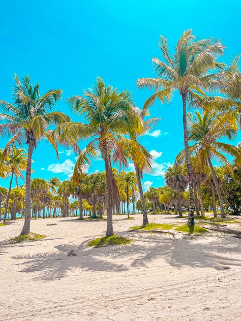 Palm trees, Miami Beach, crandon park , key largo , Virginia key, sunny day, blue skies, white sand, beach day, clouds, iguana , ocean view, bright blue water, jelly fish Crandon Park Beach Miami, Crandon Park, Labour Day Weekend, Labor Day Weekend, Blue Skies, First Week, Blue Lagoon, Miami Fl, Miami Beach