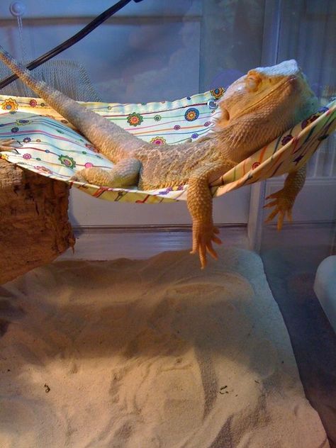 Lizard Cage, Bearded Dragon Enclosure, Bearded Dragon Funny, Bearded Dragon Habitat, Funny Weather, Bearded Dragon Cute, Bearded Dragon Care, Dragon Memes, Cute Reptiles