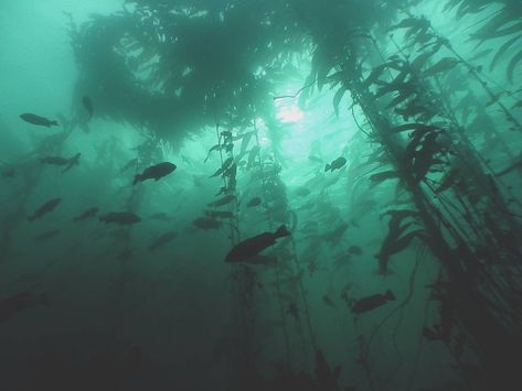 And maybe even a little bathophobia, just for good measure. Kelp Forest, Water Aesthetic, Dark Green Aesthetic, Mermaid Aesthetic, Underwater Photography, Ocean Life, Coraline, Green Aesthetic, Deep Sea