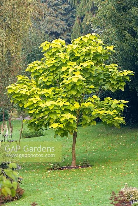 >Catalpa bignonioides 'Aurea' - Indian Bean Tree Catalpa Bignonioides Aurea, Indian Bean Tree, Catalpa Tree, Catalpa Bignonioides, Planting Plan, English Country Gardens, Plant Photography, Front Lawn, Ornamental Trees