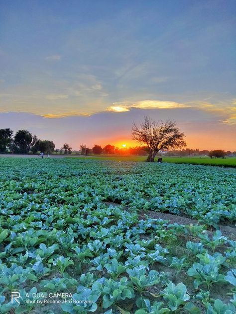 Indian farming cauliflower Indian Farming, Food Snapchat, Sunrise Photography, Nature Photos, Snapchat, India, Natural Landmarks, Flowers, Photography