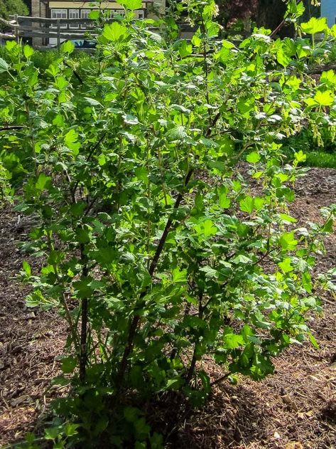 Goose Berry Plant, How To Grow Gooseberries, Gooseberry Tree, Gooseberry Plant, Ornamental Shrubs, Highbush Cranberry, Gooseberry Bush, Fruit Bushes, Berry Plants