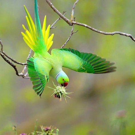 Alexandrine Parrot, Kinds Of Birds, Rare Birds, All Birds, Bird Pictures, Exotic Birds, Amazing Animals, Pretty Birds, Bird Photo