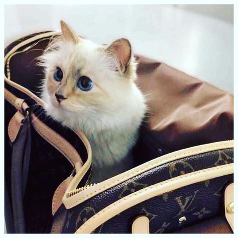 LV Pretty Kitty <3 Choupette Lagerfeld, Karl Lagerfeld Choupette, Journaling Quotes, Best Cat Gifs, National Cat Day, Cat Hiding, Pampered Pets, Pet Cats, Animal Magic