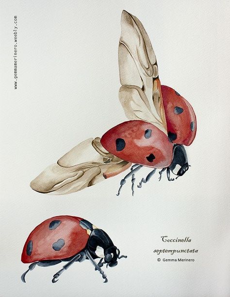 Cute Insects Drawing, Ladybug Drawings, Ladybird Illustration, Bugs Illustration, Ladybug Aesthetic, Ladybug Insect, Most Beautiful Butterfly, Butterfly Tattoo Meaning, Desen Realist