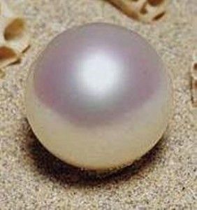 Paspaley Pearl - the largest perfectly spherical, cultured, saltwater nacreous pearl in the world Conch Shells, Pearl Love, Pearl And Diamond Necklace, May 1st, Saltwater Pearls, Loose Pearls, Pearl And Lace, Illustration Fashion Design, Natural Pearl