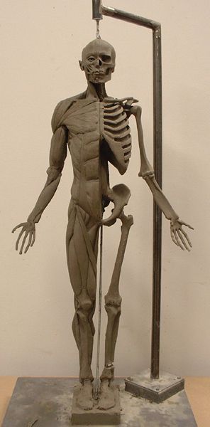 Armature Sculpture, Florence Academy Of Art, Wood Sculpture Art, Still Life Pictures, Anatomy Sculpture, Human Sculpture, Human Anatomy Art, Digital Portrait Art, Anatomy Drawing