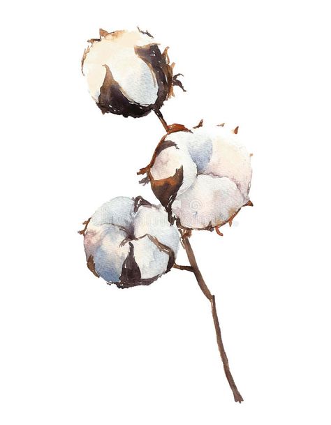 Cotton Watercolor, Cotton Plant, Cotton Flower, Background Watercolor, Watercolor Plants, 수채화 그림, Free Illustration, Watercolor Inspiration, Botanical Flowers