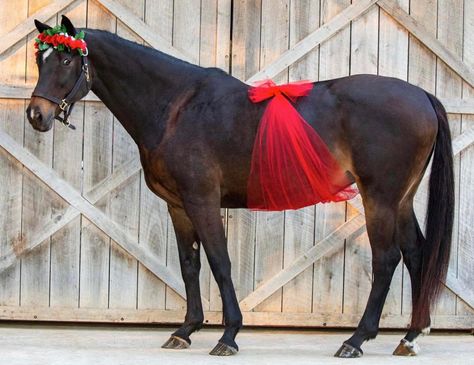 Pregnant Horse Photoshoot, Horse Gender Reveal Ideas, Pregnant Horse, Pet Photography Poses, Horse Pics, Maternity Pics, Baby Horses, Running Horses, Pet Photography