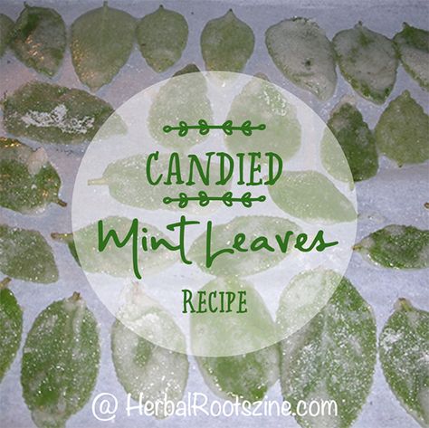 Got mint?! Besides harvesting and drying them for tea, chopping and adding them to salads, and freezing them in ice cubes, candied mint leaves are a great way to use them up! This is a delightful treat to make with your abundance of mint leaves! You can use any kind of mint – Peppermint, Spearmint, […] Mint Leaves Recipe, Peppermint Recipes, Diy Herbal Remedies, Apple Mint, Mint Recipes, Tea Store, Homeschool Kids, Candied Fruit, Mint Candy