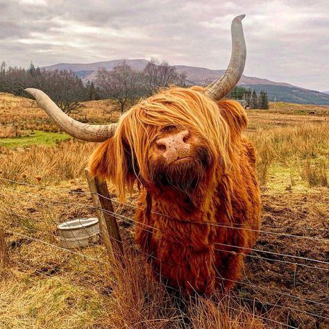 Highland Cow Pictures, Scottish Cow, Mini Cows, Halloween Wallpaper Cute, Baby Highland Cow, Scottish Highland Cow, Fluffy Cows, Cow Pictures