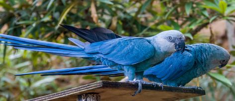 Spix Macaw, Blue Macaw, World Birds, Extinct Animals, Rare Birds, Pretty Birds, Cool Pets, Bird Species, In The Wild