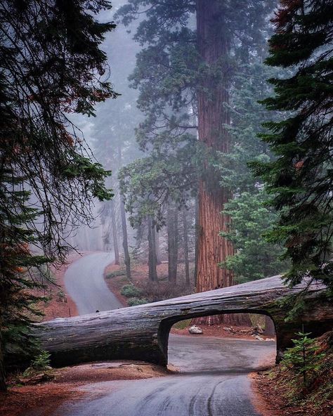 Travel Adventure Nature on Instagram: “A trip amongst the Giants 🌲 Sequoia and Kings Canyon National Parks, California. Photo by @jonathan_irish” Sequoia National Park California, Kings Canyon National Park, Redwood Forest, Kings Canyon, Sequoia National Park, California National Parks, Instagram Foto, Kauai, Wonders Of The World