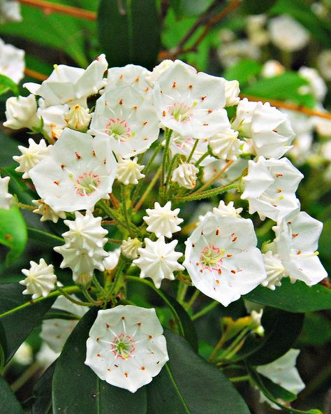 Pennsylvania State Flower, Mountain Laurel Flower Tattoo, Clearfield Pennsylvania, Mountain Laurel Flower, Mountain Laurels, Coverup Ideas, Laurel Flower, Sun Warrior, Tattoo Mountain