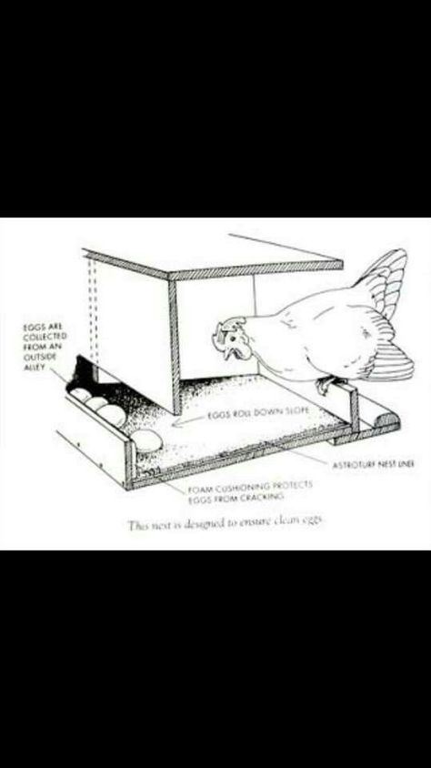 Poultry Farm Design, Cute Chicken Coops, Chicken Coop Garden, Chicken Shed, Nest Boxes, Backyard Chicken Coop Plans, Chicken Nesting Boxes, Diy Chicken Coop Plans, House Ranch