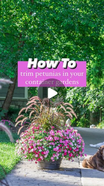 🌸 Mary Ann ~ Seasonal Home & Garden Tips. on Instagram: "How to trim petunias in your container gardens👇🏻

🌸 The second BIGGEST secret to growing gorgeous petunias in your garden is
.
✂️ Trimming!!
.
🌸 Gardening advice on Trimming Petunias:
.
✂️ Weekly hair cuts for your flowers are a must! 
.
🌸 Just like our hair... our plants need their ends to be trimmed to keep them looking FABULOUS. 
.
✂️ If you are not fertilizing your petunias they will get leggy, start yellowing and looking extremely sad. I think of it like dead ends on our hair… 
.
🌸 I trim off any leggy blooms each week. 
.
✂️ The amazing thing about Supertunias is that they are SELF CLEANING (game changer 🙌🏻) which means no dead heading! 
.
🌸 They are a LOW maintenance petunia! 
.
✂️ Make sure when you are trimming not Grow Gorgeous, Dead Ends, Container Gardens, Liquid Fertilizer, Gardening Advice, Mary Ann, Plant Needs, Potting Soil, Growing Flowers