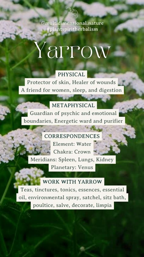 What do you love making with Yarrow, and what's your favorite way to connect with this incredible plant? 💮💮💮⁠ ⁠ 🌼💕 Personally, I LOVE Yarrow, and I know there are so many people out there who share in my deep love and gratitude for this amazing Plant. ⁠ ⁠ 🌌🛡Yarrow is an incredible friend to have, offering their protection on all levels— physical, emotional, mental, and spiritual. ⁠ Herbal Plants And Their Uses, Yarrow Benefits Witchcraft, Yarrow Plant Benefits, Yarrow Witchcraft, Herbal Landscaping, Yarrow Magical Properties, Yarrow Benefits, Artemisia Plant, Plant Spirits