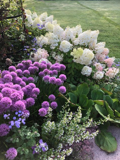 Millenial Allium, Purple And White Landscaping Front Yards, Allium Millenium Landscaping, Purple And Green Garden, Allium And Hydrangea, Purple And White Landscaping, Hydrangea And Allium Garden, Aliums In Garden, Gardens With Hydrangeas