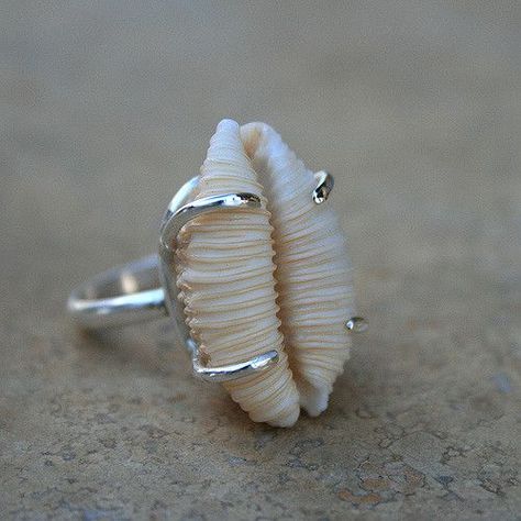 Sea Shell Rings, Shell Rings, Shell Accessories, Cowrie Shell Jewelry, Sea Jewelry, Hawaiian Jewelry, Soldering Jewelry, Seashell Jewelry, Shell Ring