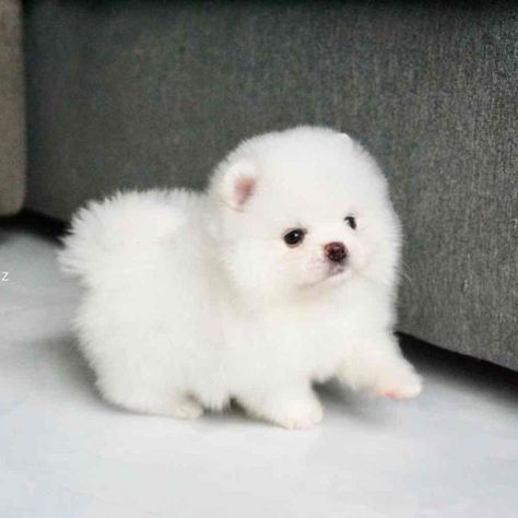 Tiny Fluffy Dog, Cute White Puppies, White Pomeranian Puppies, White Fluffy Dog, Pomeranian Boo, Cute White Dogs, Cute Fluffy Puppies, Pomeranian Puppies For Sale, Pomeranian Dogs