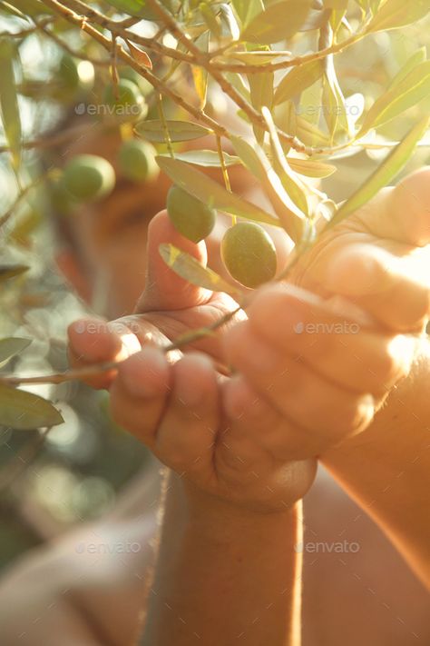 Olives by mythja. Farmer is harvesting and picking olives on olive farm. Gardener in Olive garden harvest Olive Farm, Olive Harvest, Garden Harvest, Olive Gardens, Olive Garden, Olive Tree, Architecture Photo, Photo Contest, Photo Collage